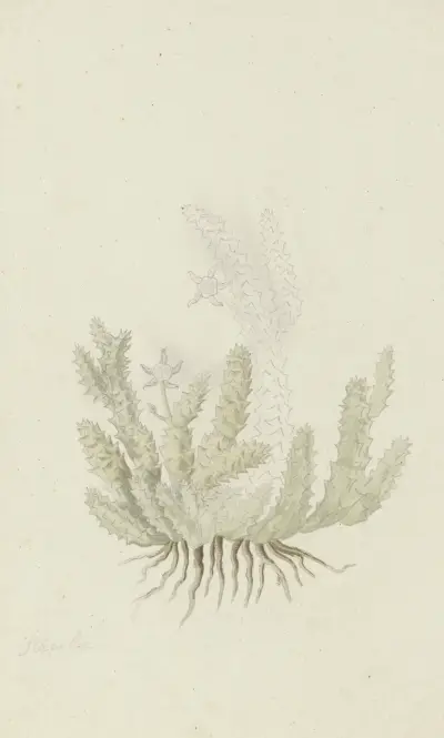 Duvalia caespitosa (Masson) Haw (Milkweed), Robert Jacob Gordon