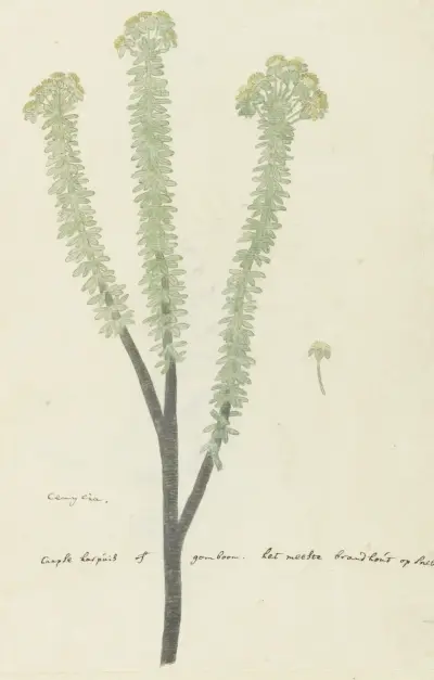 Euryops lateriflorus (L.f.) DC. (Cape gumtree), Robert Jacob Gordon