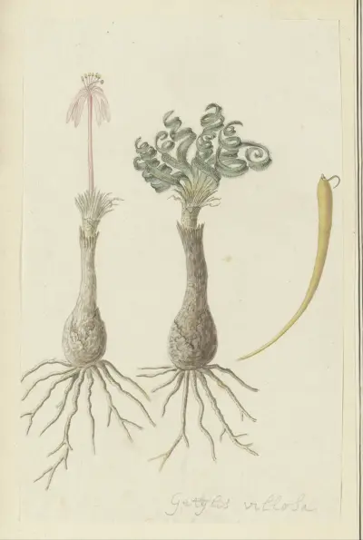 Gethyllis lanuginose Marloth [Gethyllis villosa] (Kukumakranka), Robert Jacob Gordon