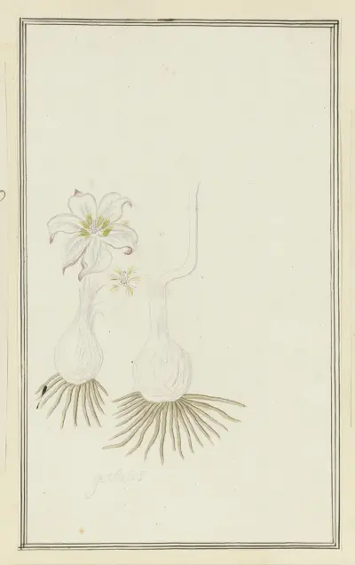 Gethyllis sp. (Kukumakranka), Robert Jacob Gordon