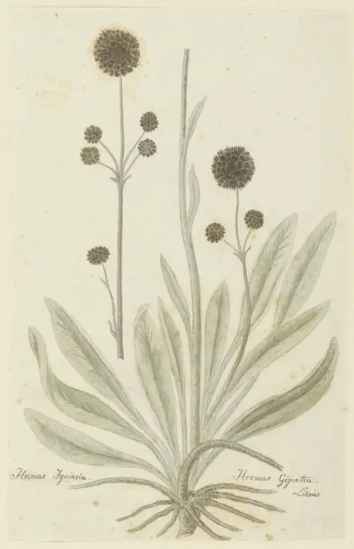 Hermas igniaria of Hermas gigantea (Tontelblaar), Robert Jacob Gordon