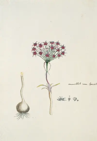 Hessea cinnamomea (L’Hérit.) Durand & Schinz. (umbrella lily), Robert Jacob Gordon