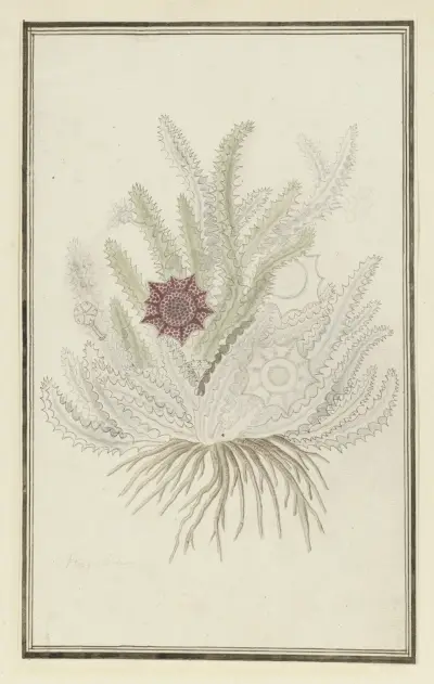Huernia guttata (Masson) Haw. (Stapelia guttata), Robert Jacob Gordon