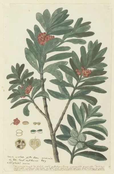 Hyenanche globosa Lam. or Toxicodendrum capense of globosum (Cape wolvegift) (in or after c. 1780), Robert Jacob Gordon