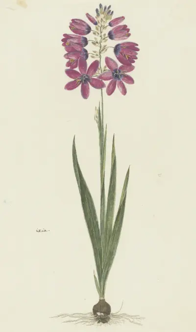Ixia lutea Eckl. var. ovata., Robert Jacob Gordon