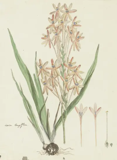Ixia paniculata D. Delaroche, Robert Jacob Gordon