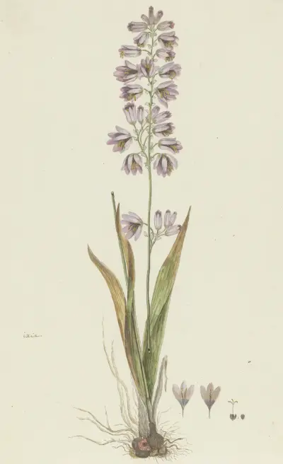 Ixia polystachya L. (Cornlily), Robert Jacob Gordon