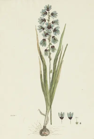 Ixia viridiflora Lam., Robert Jacob Gordon