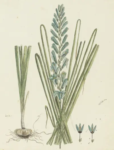 Ixia viridiflora Larn. (Turqoise ixia), Robert Jacob Gordon