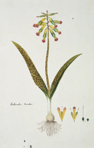 Lachenalia aloides (L.f.) Engl. var. aloides (Opal flowers), Robert Jacob Gordon
