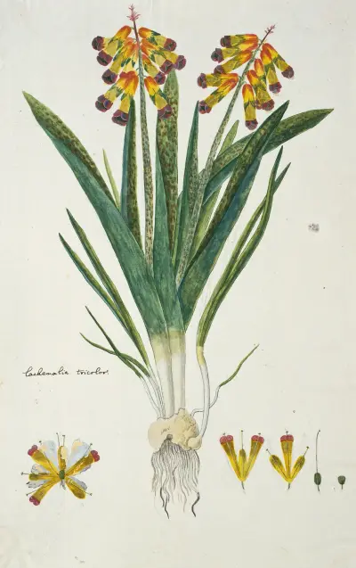 Lachenalia aloides (L.f.) Engl. var. quadricolor (Opal flower), Robert Jacob Gordon
