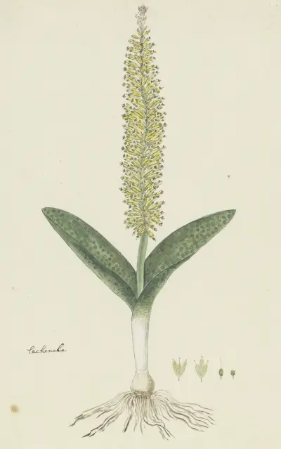 Lachenalia arbuthnotiae W.F. Barker (Hyacinth), Robert Jacob Gordon