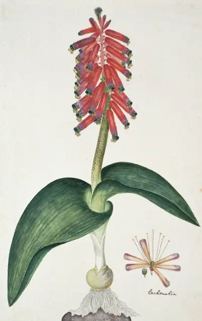 Lachenalia bulbifera (Cirillo) Engl., Robert Jacob Gordon