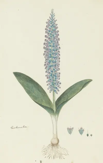 Lachenalia mediana Jacq., Robert Jacob Gordon