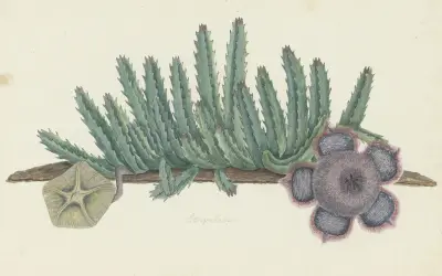 Orbea verrucosa (Masson) L.C. Leach.(SHirsute stapelia), Robert Jacob Gordon