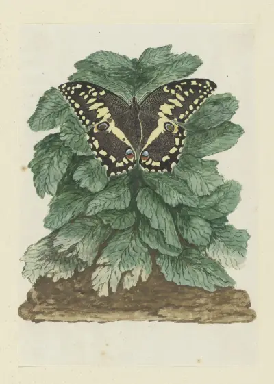 Papilio demodocus (Citrus or Christmas butterfly) on an unidentified plant, Robert Jacob Gordon