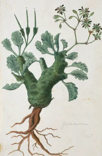 Pelargonium klinghardtense Knuth, Robert Jacob Gordon