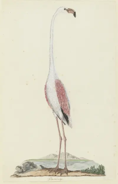 Phoenicopterus ruber roseus (Greater flamingo), Robert Jacob Gordon