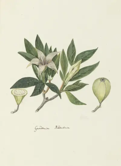 Rothmannia capensis Thunb, formerly gardenia capensis Druce (Wild Gardenia or common Rothmannia), Robert Jacob Gordon