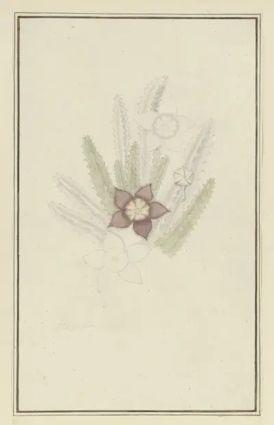 Stapelia hirsute L. (Starfish flower), Robert Jacob Gordon