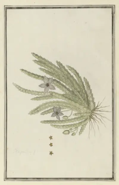 Stapelia paniculata Willd.(Small starfish flower), Robert Jacob Gordon