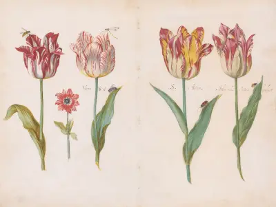 Sheet from a Tulip Book av Jacob Marrel