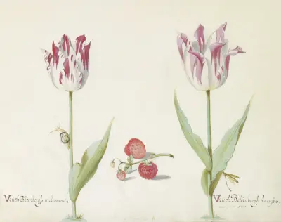 Twee tulpen met aardbeien en slak Vruch Bleinbergh melemans Vruch Beleinbergh da costa av Jacob Marrel