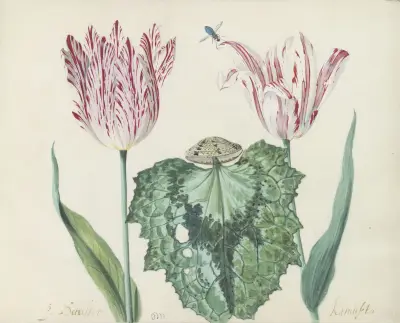 Twee tulpen met schelp en groot blad P. Schilter Kamuseta av Jacob Marrel