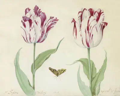 Twee tulpen met vlinder G(enera)l Sipion Victorij General de france av Jacob Marrel