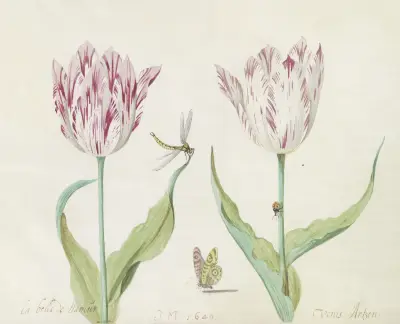 Twee tulpen met vlinder, libelle en lieveheersbeestje La belle de Namur Venis Artzen av Jacob Marrel