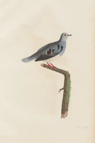Colombe Geoffroy av Coenraad Jacob Temminck