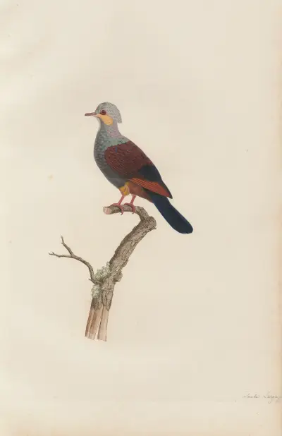 Colombe Largup av Coenraad Jacob Temminck
