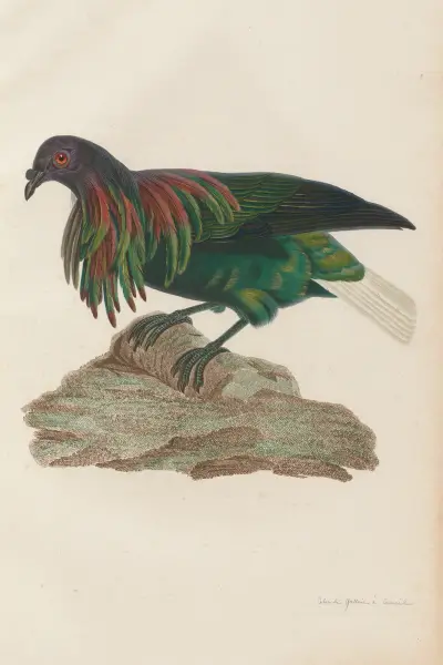 Colombi-Galline a Camail av Coenraad Jacob Temminck