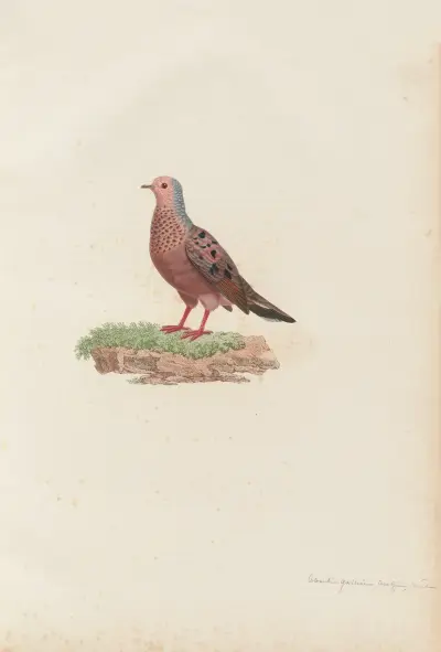 Colombi-Galline Cocotzin, Mâle av Coenraad Jacob Temminck