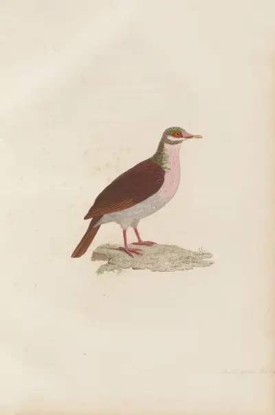 Colombi-Galline Montagnard av Coenraad Jacob Temminck