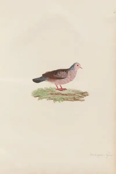 Colombi-Galline Pigmé av Coenraad Jacob Temminck