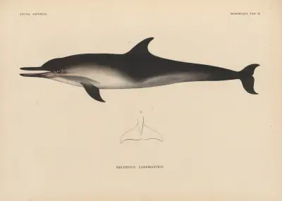 Delphinus Longirostris av Coenraad Jacob Temminck