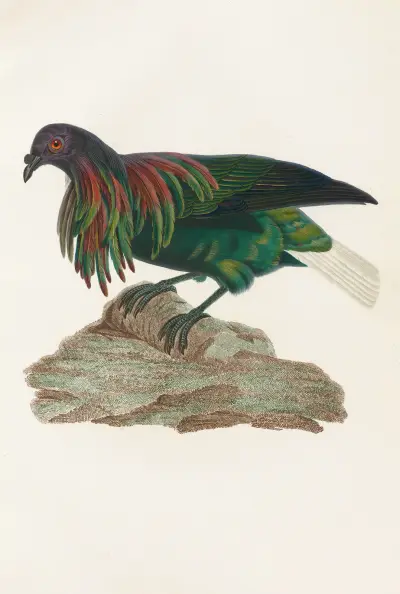 Les pigeons Pl.73 av Coenraad Jacob Temminck