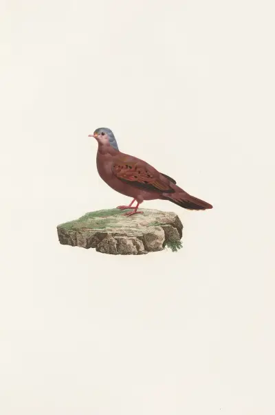 Les pigeons Pl.83 av Coenraad Jacob Temminck