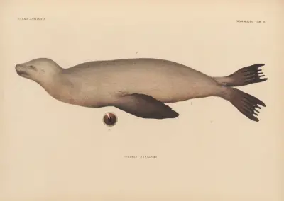 Otaria Stelleri, 1833 – nr 3 av Coenraad Jacob Temminck