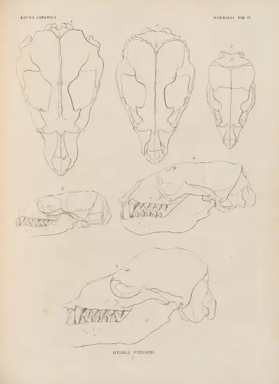 Otaria Stelleri, 1833 – nr 1 av Coenraad Jacob Temminck