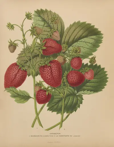 Aardbezien 1. Marguerite 2. La Constante av Abraham Jacobus Wendel