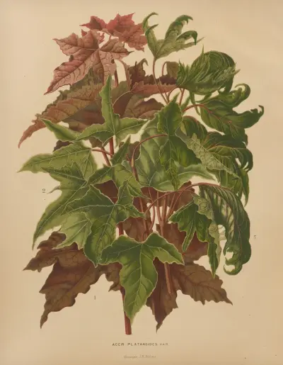 Acer Platanoides Var. av Abraham Jacobus Wendel