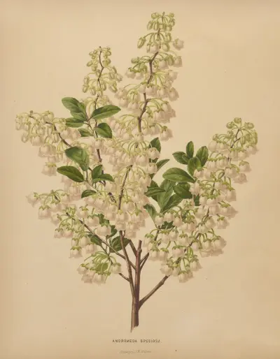 Andromeda Speciosa av Abraham Jacobus Wendel