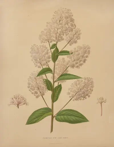 Ceanothus Hyb. Leon Simon av Abraham Jacobus Wendel