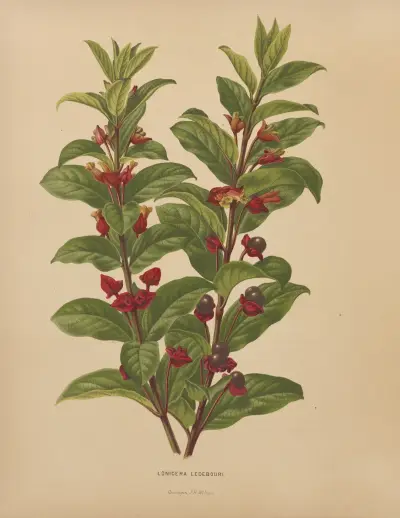 Lonicera Ledebouri av Abraham Jacobus Wendel