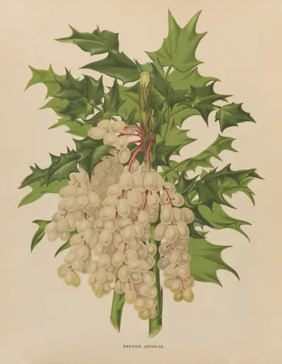 Mahonia Japonica av Abraham Jacobus Wendel