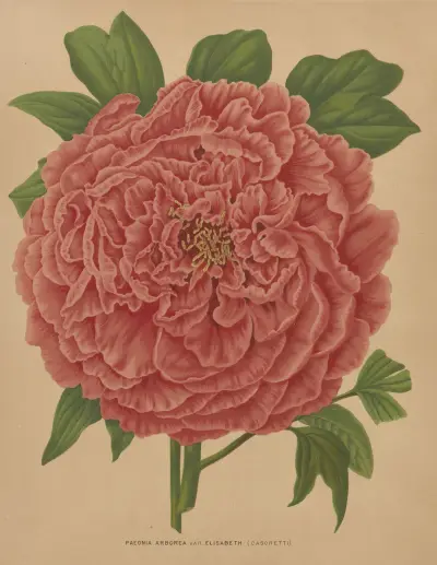 Paeonia Arborea Var. Elisabeth av Abraham Jacobus Wendel