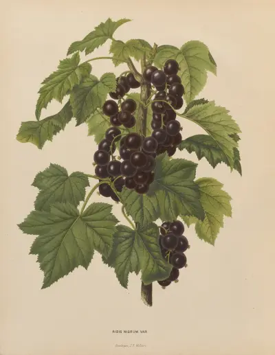 Ribis Nigrum Var. av Abraham Jacobus Wendel