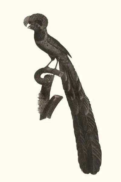 Rajka nebo-li nesrovnatelná, samec, Jacques Barraband